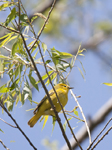 Yellow Warbler 2482